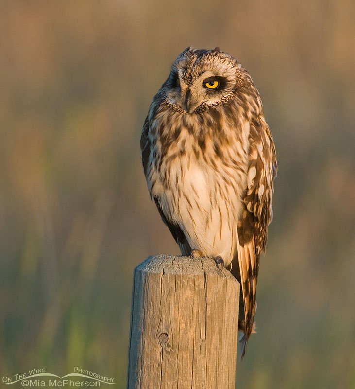Short-eared Owl in evening light, Glacier County, Montana