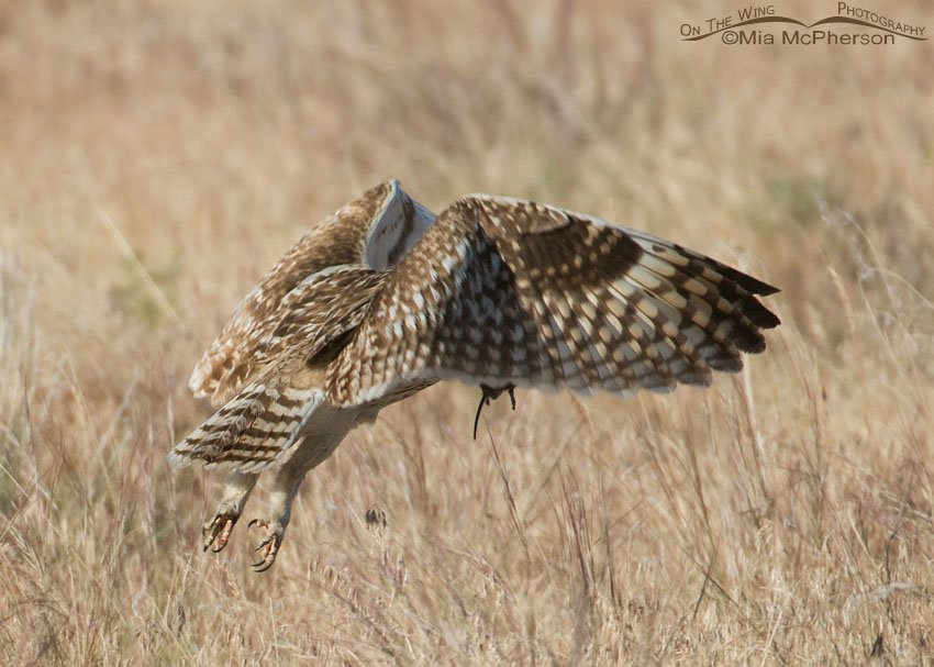 Adult Short-eared Owl prey for fledgling, Antelope Island State Park, Davis County, Utah