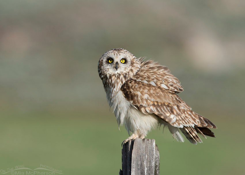 Male Short-eared Owl staring, Box Elder County, Utah