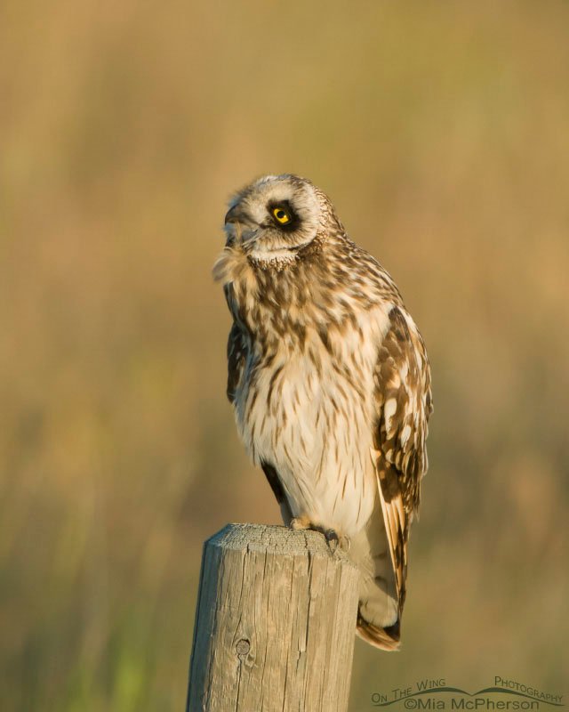 Preening Short-eared Owl, Glacier County, Montana