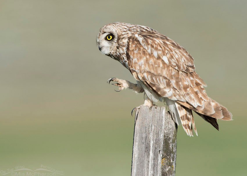 Short-eared Owl's talons, Box Elder County, Utah