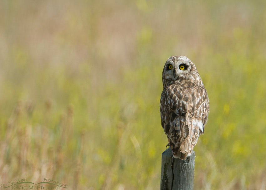 Short-eared Owl with Yellow Sweet Clover in the background in Glacier County, Montana