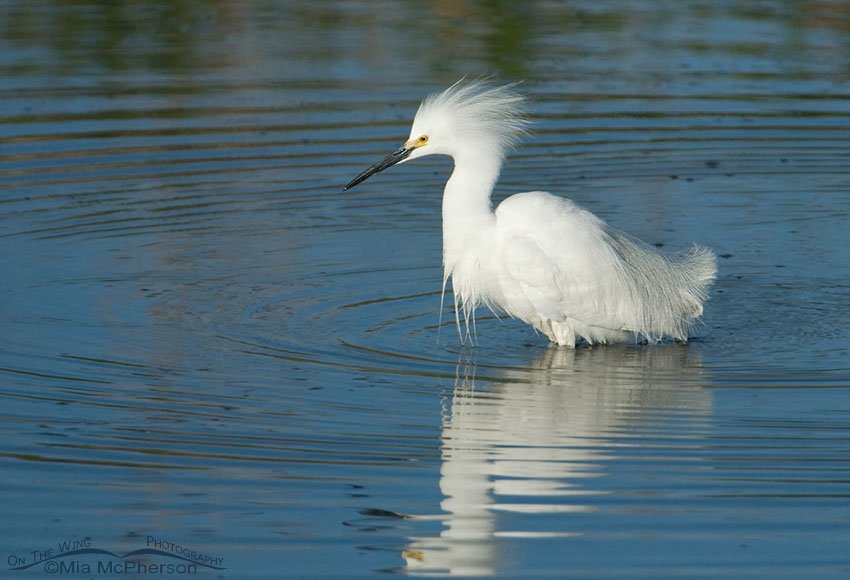 Snowy Egret fishing in a small retention pond, Bear River Migratory Bird Refuge, Box Elder County, Utah