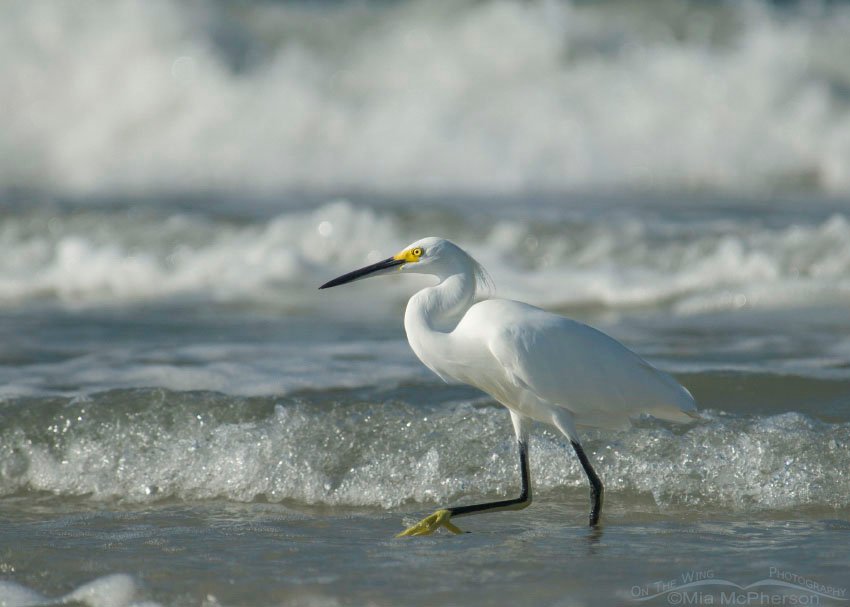 Snowy Egret in the surf and waves, Fort De Soto County Park, Pinellas County, Florida