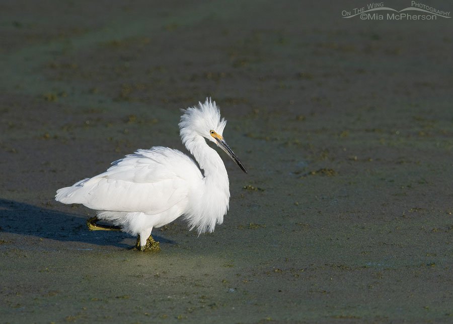 Snow Egret with an attitude Snow Egret with an attitude, Farmington Bay WMA, Davis County, Utah