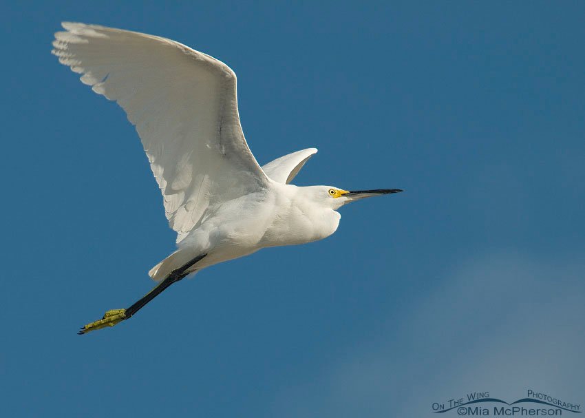 Adult Snowy Egret in flight, Fort De Soto County Park, Pinellas County, Florida