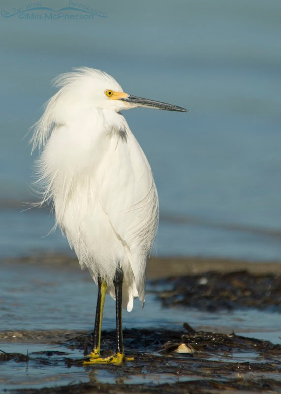 Quiet Snowy Egret, Fort De Soto County Park, Pinellas County, Florida
