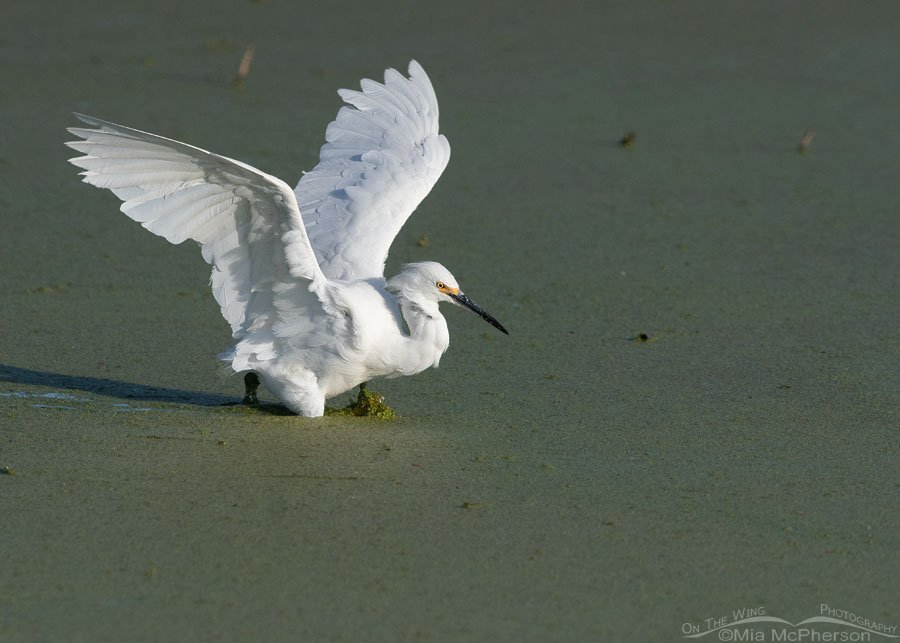 Actively foraging Snowy Egret Actively foraging Snowy Egret, Farmington Bay WMA, Davis County, Utah
