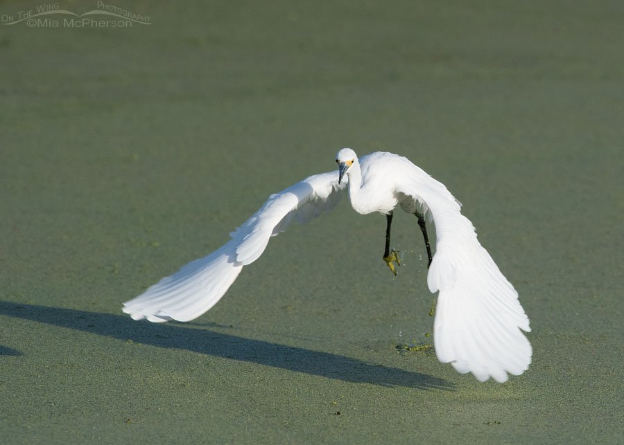 Snowy Egret taking off from a pond in early morning Snowy Egret taking off from a pond in early morning, Farmington Bay WMA, Davis County, Utah