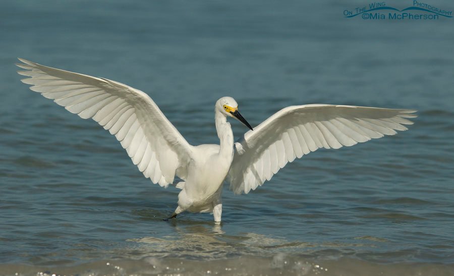 Snowy Egret with wings spread, Fort De Soto County Park, Pinellas County, Florida