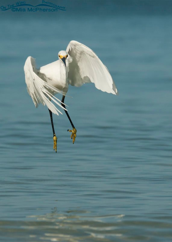 Snowy Egret head on, Fort De Soto County Park, Pinellas County, Florida