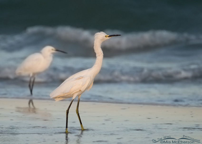 Snowy Egrets on a stormy morning with waves crashing in from the Gulf at Fort De Soto, Florida