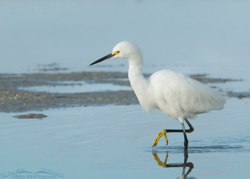 Snowy Egret on the move, Fort De Soto County Park, Pinellas County, Florida