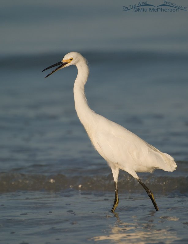 Snowy Egret in morning light, Fort De Soto County Park, Pinellas County, Florida