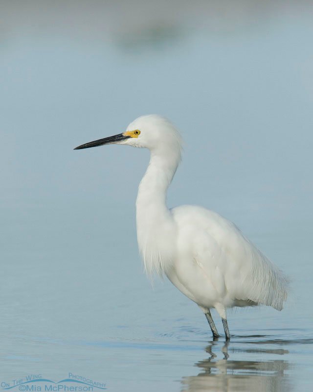 Snowy Egret wading in tidal pool, Fort De Soto County Park, Pinellas County, Florida