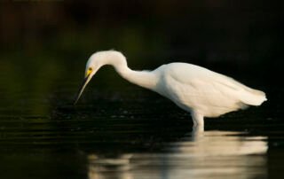 Snowy Egret reflection
