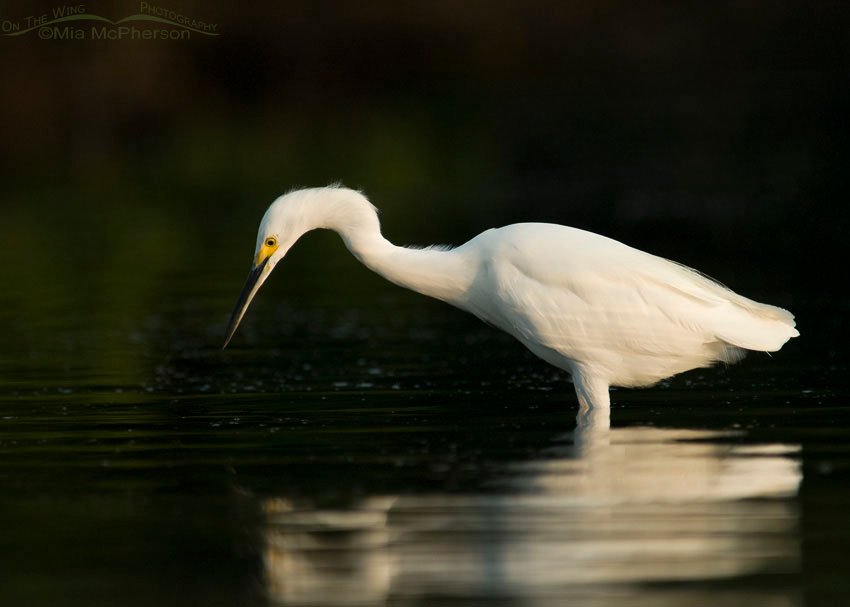 Snowy Egret reflection, Fort De Soto County Park, Pinellas County, Florida