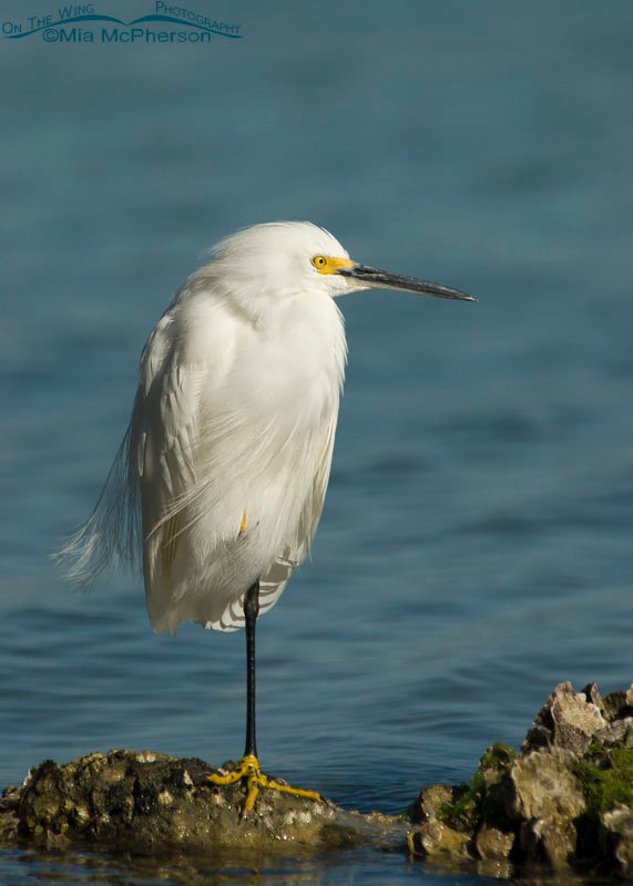 Early morning Snowy Egret, Fort De Soto County Park, Pinellas County, Florida