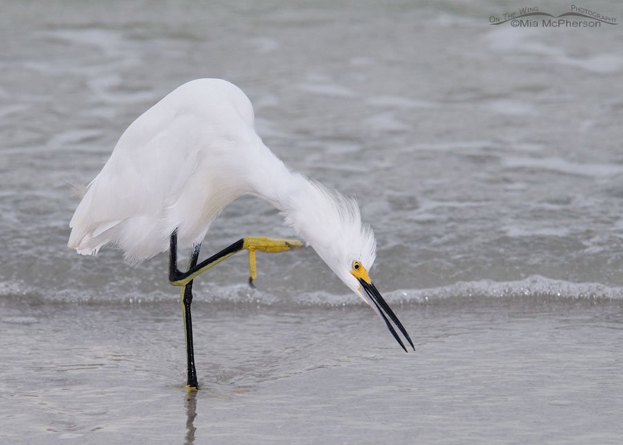 Scratching Snowy Egret in low light next to the Gulf of Mexico at Fort De Soto County Park, Florida