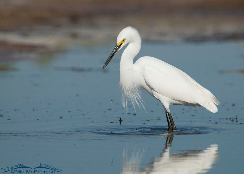 Snowy Egret splashing water in a tidal lagoon at Fort De Soto County Park, Pinellas County, Florida