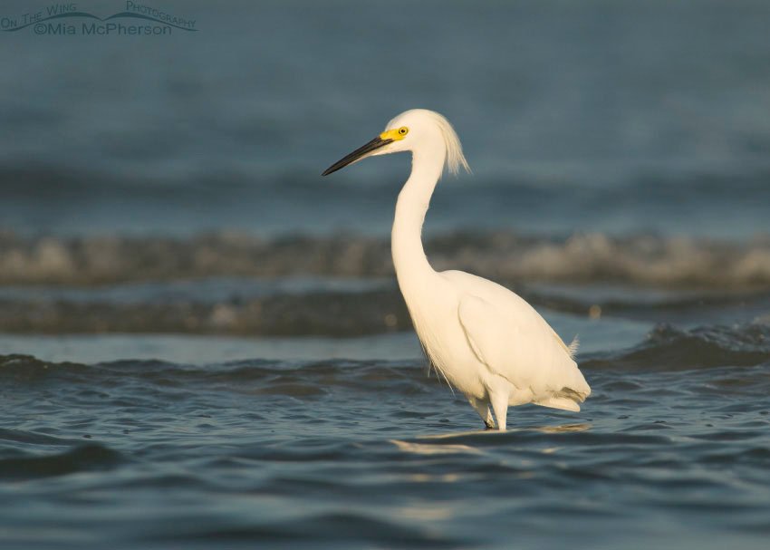 Snowy Egret stalking prey in the surf of the Gulf of Mexico, Fort De Soto, Florida