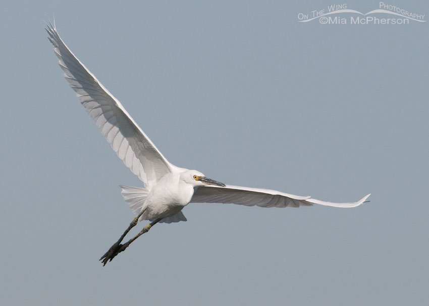 Snowy Egret with muddy legs at Farmington Bay WMA, Davis County, Utah