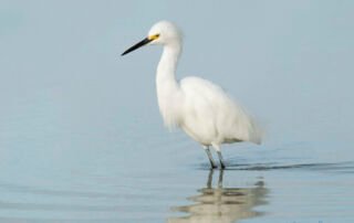 Snowy Egret in pastel water