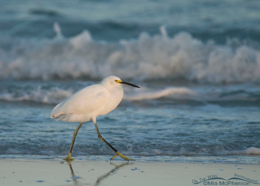 Snowy Egret and rough surf, Fort De Soto County Park, Pinellas County, Florida