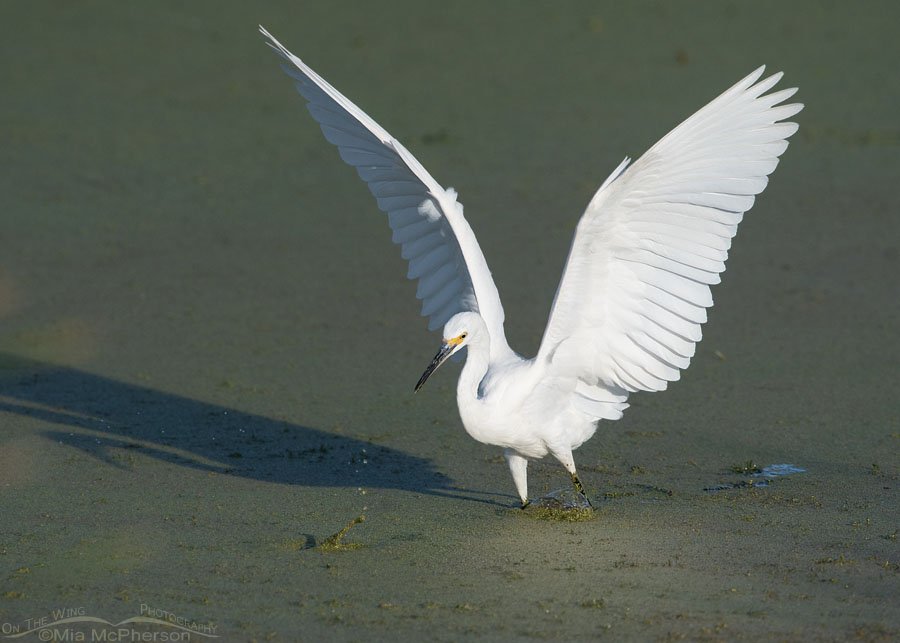 Snowy Egret with its wings raised high Snowy Egret with its wings raised high, Farmington Bay WMA, Davis County, Utah