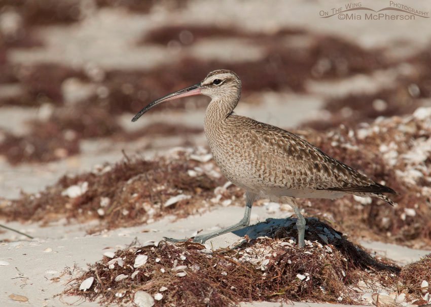 Adult Whimbrel in Pinellas County. Honeymoon Island State Park, Florida