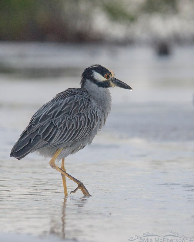 Yellow-crowned Night Heron in silvery light, Fort De Soto County Park, Pinellas County, Florida