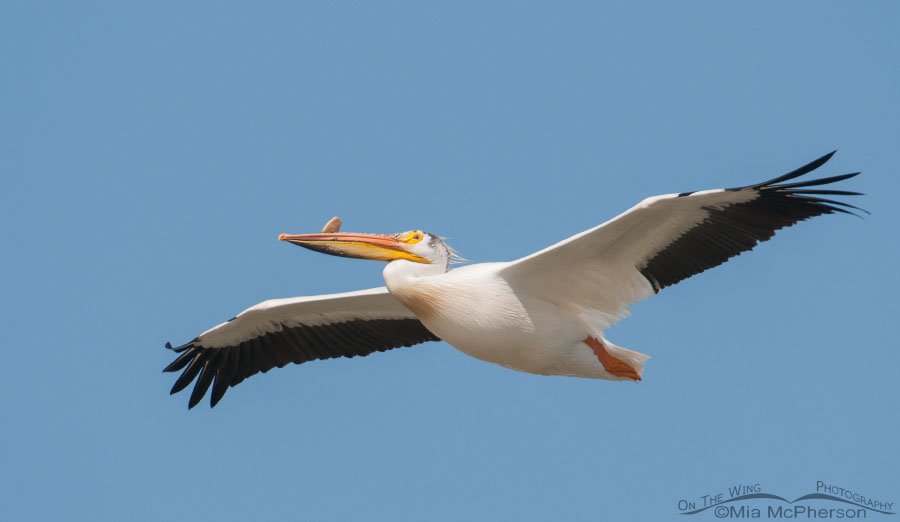American White Pelican gliding by over my head, Bear River Migratory Bird Refuge, Box Elder County, Utah