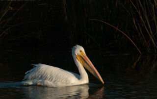 American White Pelican in the spotlight