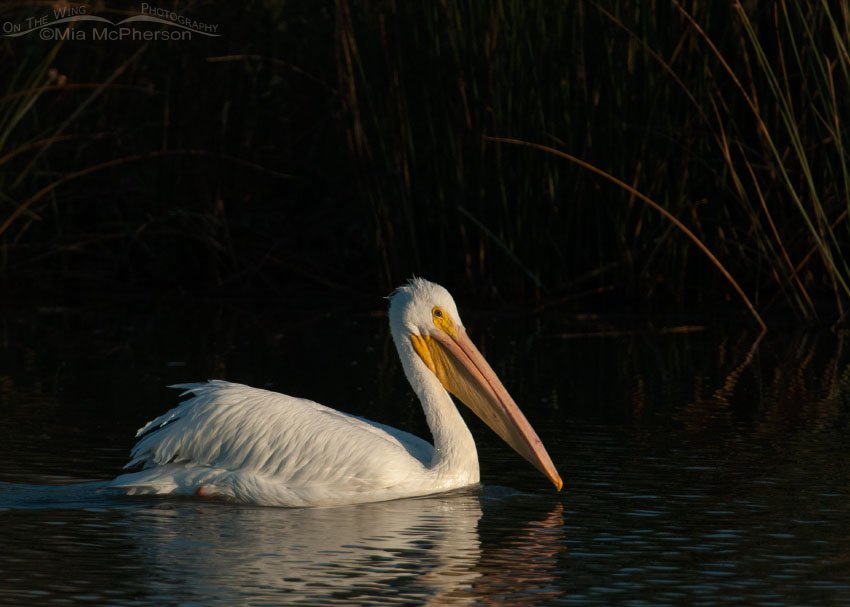 American White Pelican in the spotlight, Bear River Migratory Bird Refuge, Box Elder County, Utah