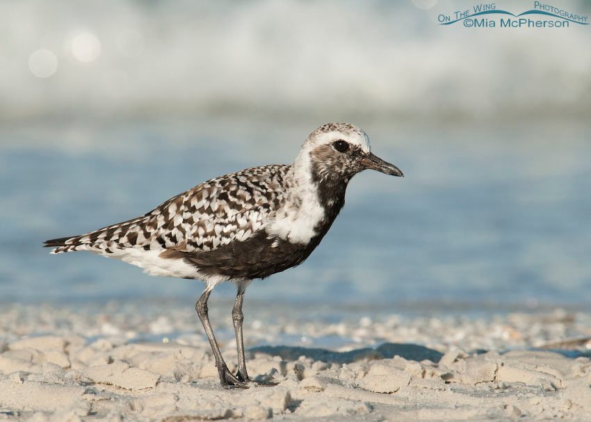 Black-bellied Plover Images