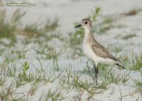 Black-bellied Plover on a grassy dune at Fort De Soto County Park, Pinellas County, Florida Black-bellied Plover on a grassy dune at Fort De Soto County Park, Pinellas County, Florida