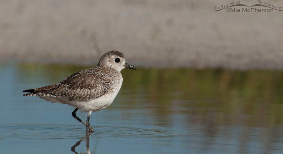 Black-bellied Plover wading in a tidal lagoon at Fort De Soto County Park, Pinellas County, Florida
