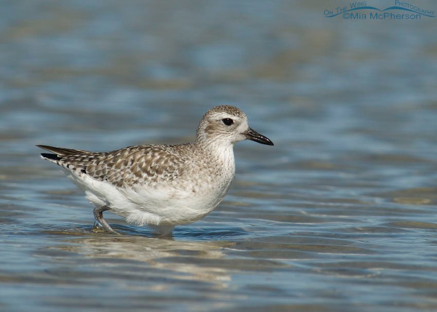 Black-bellied Plover wading in shallow water at Fort De Soto County Park, Pinellas County, Florida