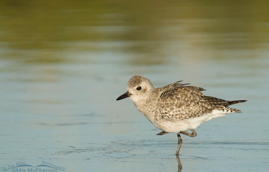 Black-bellied Plover pano at Fort De Soto County Park, Pinellas County, Florida