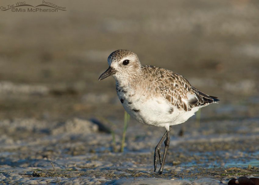 Side lit Black-bellied Plover at Fort De Soto County Park, Pinellas County, Florida