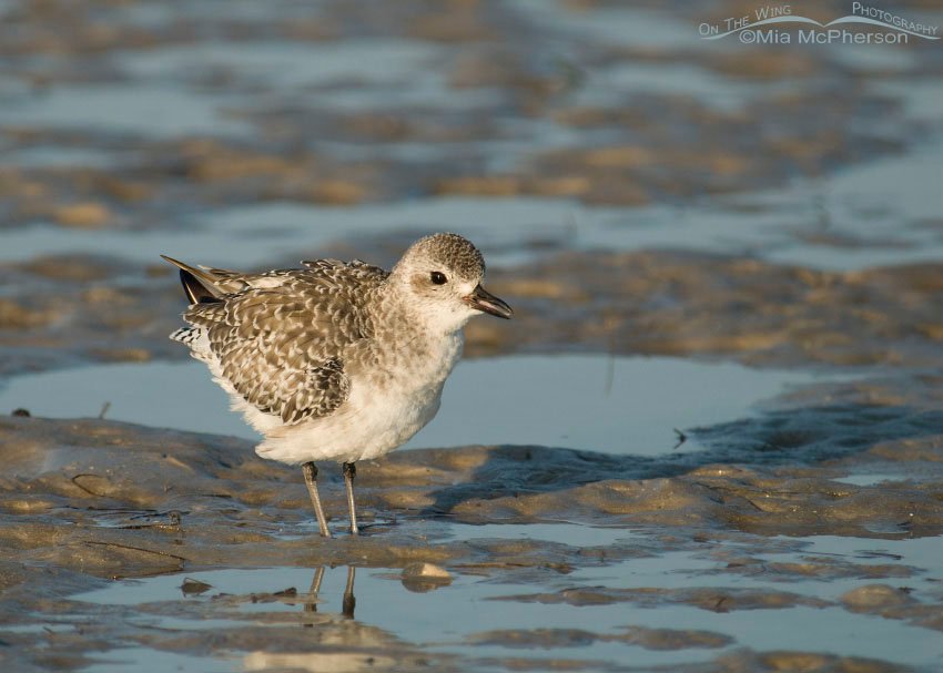 Nonbreeding Black-bellied Plover fluffing up, Fort De Soto County Park, Pinellas County, Florida