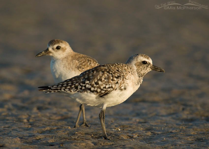 Pair of Black-bellied Plovers on the mud flats at Fort De Soto County Park, Pinellas County, Florida