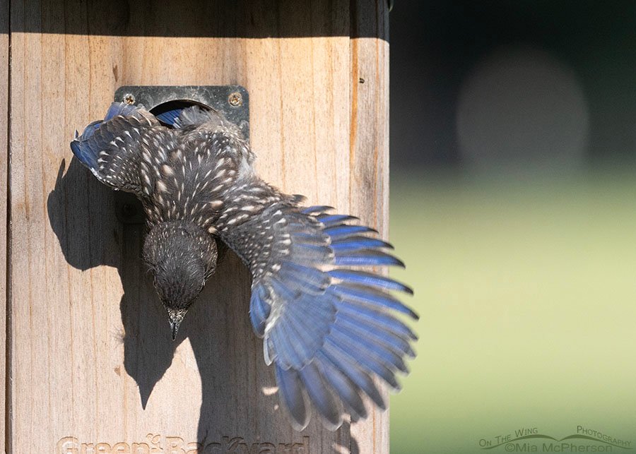 Eastern Bluebird chick and a clumsy exit from the nest box, Sebastian County, Arkansas