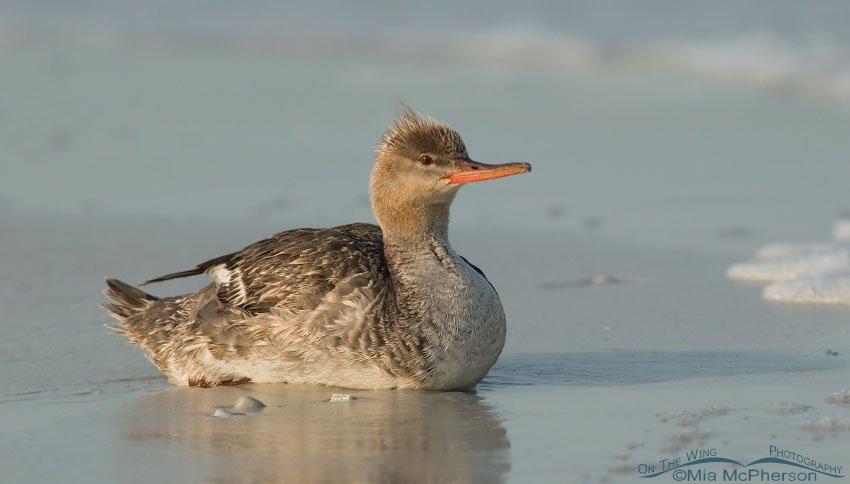 Red-breasted Merganser taking a rest on the Gulf shore, Fort De Soto County Park, Pinellas County, Florida
