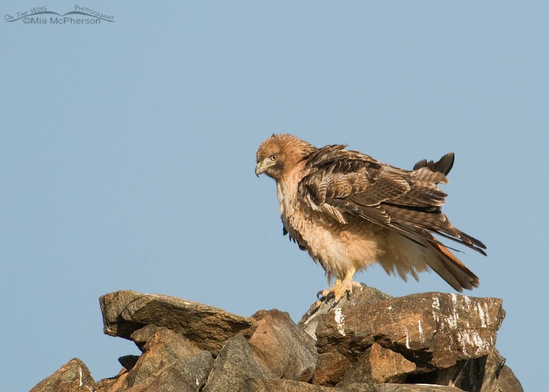 Adult Red-tailed Hawk with light colored eyes, Antelope Island State Park, Davis County, Utah