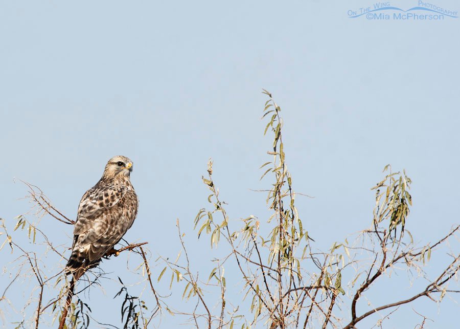 Adult male Rough-legged Hawk perched in a Russian Olive tree, Bear River Migratory Bird Refuge, Box Elder County, Utah