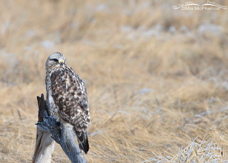 Adult male Rough-legged Hawk perched on a stump in a marsh, Bear River Migratory Bird Refuge, Box Elder County, Utah