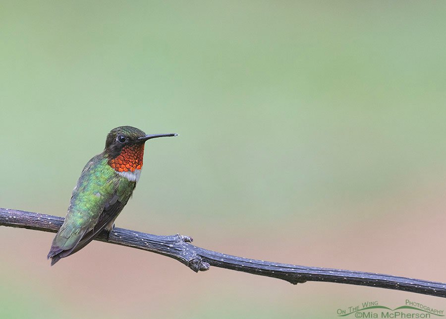 Adult Ruby-throated Hummingbird male on a foggy morning, Sebastian County, Arkansas