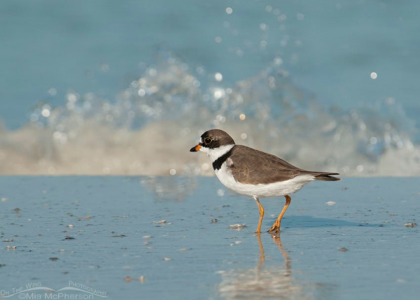 Semipalmated Plover with wave, Fort De Soto County Park, Pinellas County, Florida