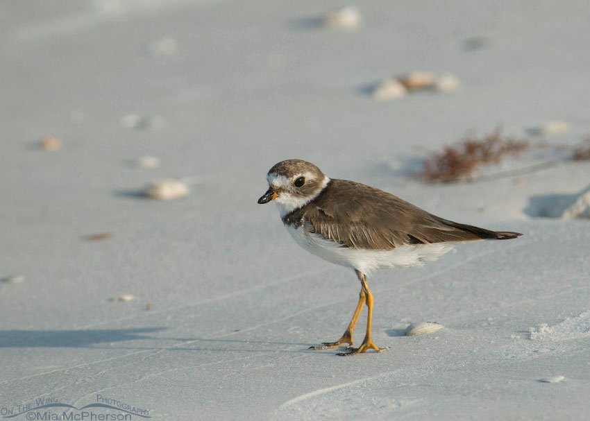 Honeymoon Island Semipalmated Plover, Honeymoon Island State Park, Pinellas County, Florida